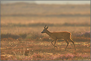 lichtumflutet... Reh *Capreolus capreolus*, Rehbock zieht in frühmorgendlicher Stimmung durch eine weite offene Heidelandschaft