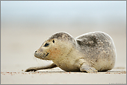gestrandet... Seehund *Phoca vitulin*, Jungtier im Winter auf der Helgoländer Düne