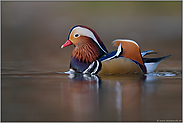 Farbenspiel... Mandarinente *Aix galericulata*, Erpel im Prachtkleid