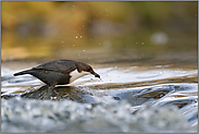 erfolgreich... Wasseramsel *Cinclus cinclus* beim Beutefang im strömenden Wasser