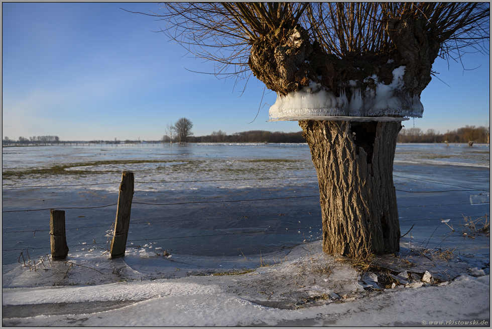 Flutmarke... Kopfweide *Winterhochwasser 2020/2021* mit Eiskranz auf ...