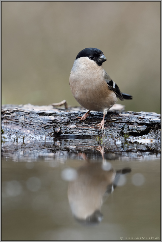 dezent... Gimpel *Pyrrhula pyrrhula* oder auch Dompfaff, weiblicher Altvogel im Sommerkleid an einer Wasserstelle, Spiegelung