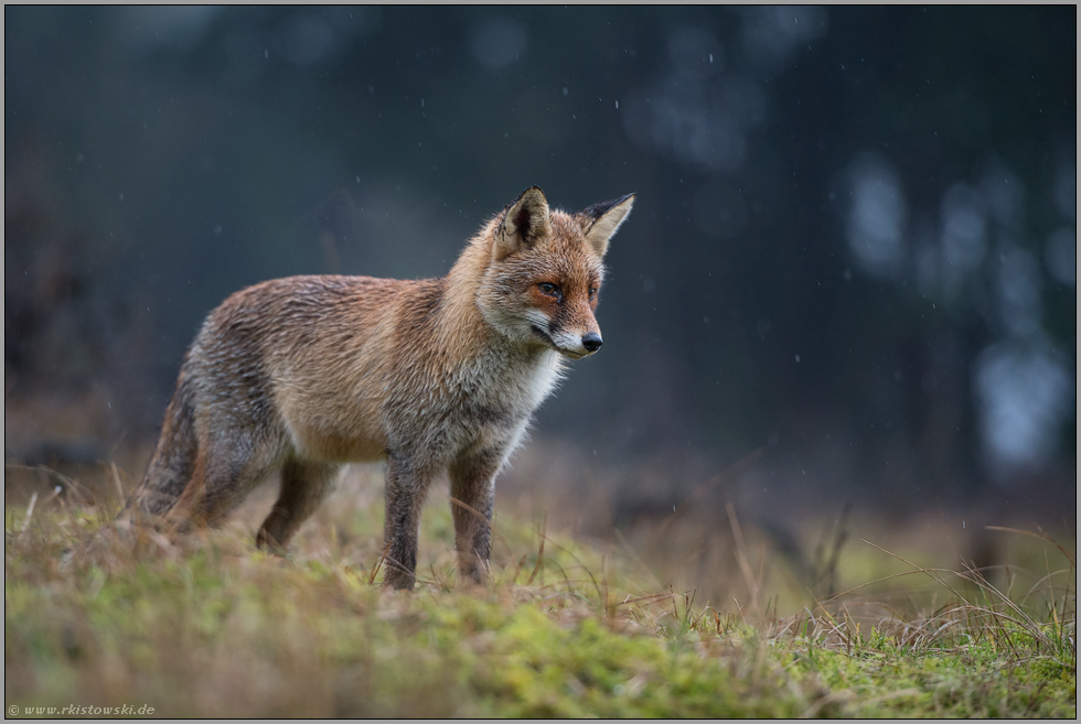 in der Dämmerung... Rotfuchs *Vulpes vulpes* spätabends im Regen am Waldrand