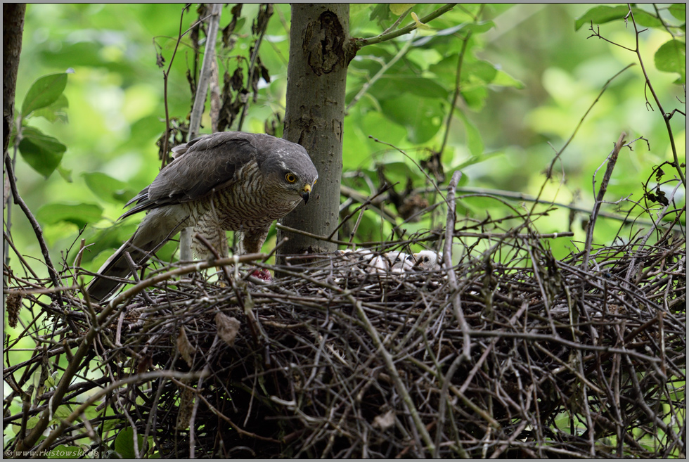 hungrige Schnäbel... Sperber *Accipiter nisus*, Sperberweibchen am Nest mit Jungvögeln