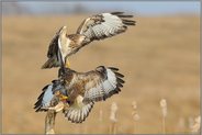 Ablösung... Mäusebussard *Buteo buteo*