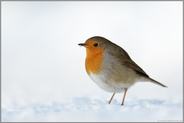 standhaft... Rotkehlchen *Erithacus rubecula*