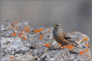 Überlebenskünstler... Alpenbraunelle *Prunella collaris*