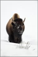 Bisonbulle im Schnee... Amerikanischer Bison *Bison bison*