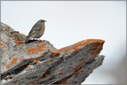 hoch über'm Tal... Alpenbraunelle *Prunella collaris* im zeitigen Frühjahr