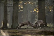 Duell... Damhirsche *Dama dama*