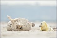 Mama, wie bist Du denn d'rauf... Kegelrobbe *Halichoerus grypus*, Jungtier gemeinsam mit Alttier