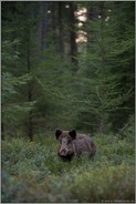 zwischen hohen Bäumen... Wildschwein *Sus scrofa* im Wald