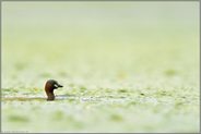auf Tauchstation... Zwergtaucher *Tachybaptus ruficollis *