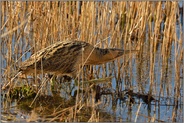 diese Füüüüße... Grosse Rohrdommel *Botaurus stellari* auf Nahrungssuche im flachen Wasser