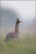 rückblickend... Blässgans *Anser albifrons*, Wildgans im Überwinterungsquartier am Niederrhein