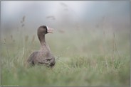 rufend... Blässgans *Anser albifrons*, arktische Wildgans im Überwinterungsrevier