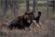 Rangelei unter Geschwistern... Europäische Braunbären *Ursus arctos*