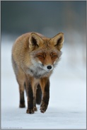 listiger Fuchs... Rotfuchs *Vulpes vulpes* frontal bei Schnee und Eis