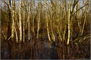 Rückzugsraum Auwald...  Moorbirken *Rheinauen Niederrhein*