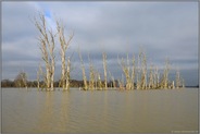 Baumgerippe... Hochwasser *Niederrhein*, tote Baumgruppe im Bereich der Bislicher Insel bei Xanten