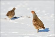 der Hahn passt auf... Rebhuhn *Perdix perdix*, Rebhahn, wachsam im Schnee