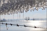 Eiszeit... Eiszapfen *Winterhochwasser 2020/2021*, Eisplatte an einem Stacheldrahtzaun auf der Bislicher Insel