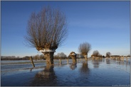 bei frostiger Kälte... Kopfweide *Winterhochwasser 2020/2021* mit Eisring auf der Bislicher Insel