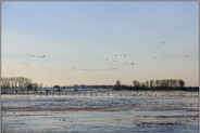 Wildgänse am Niederrhein... Bislicher Insel *Nordrhein-Westfalen*