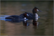 zu später Stunde... Haubentaucher *Podiceps cristatus*, beeindruckende Vögel