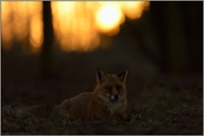 Ruhe... Rotfuchs *Vulpes vulpes* ruht spätabends im Wald, Gegenlichtaufnahme