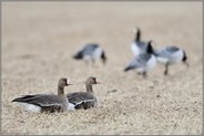 verschiedene Wildgänse...  Blässgänse *Anser albifrons* ruhen am Niederrhein auf einem abgeernteten Feld