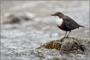 typische Beobachtung... Wasseramsel *Cinclus cinclus* sitzt auf einem Felsen im Wasser