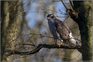 im alten Baumbestand... Habicht *Accipiter gentilis*, Habichtweibchen auf der Jagd