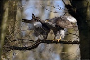 Schnabelputzen... Habicht *Accipiter gentilis*, Habichtterzel wetzt nach erfolgreicher Paarung den Schnabel nach