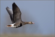 kurz vor der Heimreise... Blässgans *Anser albifrons* im Flug über die Deiche am Niederrhein