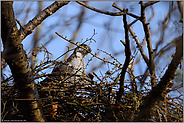 letzte Brutvorbereitungen... Habicht *Accipiter gentilis*, Habichtweibchen verstärkt das Nest