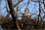 wachsam... Habicht *Accipiter gentilis*, Habichtweibchen behält den Überblick