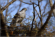 auf dem Horstrand... Habicht *Accipiter gentilis*, Habichtweibchen