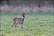 junger Bastbock... Rehbock *Capreolus capreolus* im Schutz einer Hecke auf einer Wiese