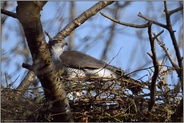 Baumbrüter... Habicht *Accipiter gentilis* auf seinem Horst in einer Wildkirsche