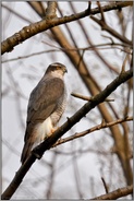 unauffällig... Habicht *Accipiter gentilis*, männlicher Habicht im Geäst der Bäume