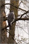 der Terzel... Habicht *Accipiter gentilis*, Habichtterzel sitzt in einer Lärche