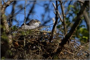heimlicher Vogel... Habicht *Accipiter gentilis*, Habichtweibchen in ihrem Nest hoch oben in einem Baum