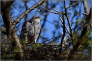 versteckt zwischen Bäumen... Habicht *Accipiter gentilis* auf seinem Horst, Weibchen