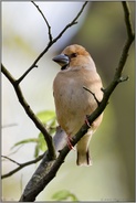 heimischer Waldvogel... Kernbeißer *Coccothraustes coccothraustes*, Weibchen im Brutkleid, Sommerkleid