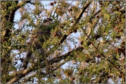 perfekt versteckt... Habicht *Accipiter gentilis* gut getarnt im Geäst einer Lärche