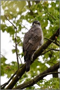 scharfer Blick... Habicht *Accipiter gentilis* schaut sich um