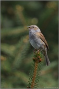 Vogelgesang... Heckenbraunelle *Prunella modularis* singt hoch oben auf einer Tannenspitze