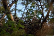 es tut sich was... Habicht *Accipiter gentilis* auf dem Gelege im Nest, Brutmauser des Weibchens