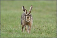 auf direktem Weg... Feldhase *Lepus europaeus* läuft auf die Kamera zu